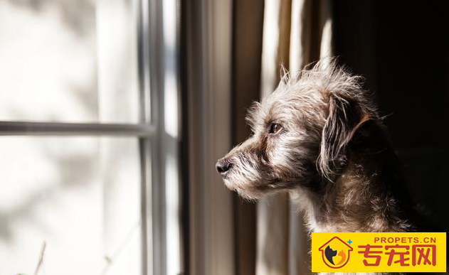 常常吠叫的狗狗，他们究竟在叫什么名字？缘故这五点