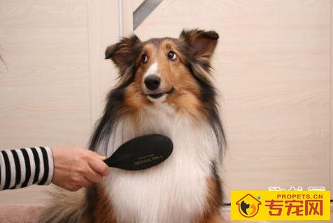 给长毛犬梳毛需要用到哪些工具? 给长毛犬梳毛需要用到哪些工具?
