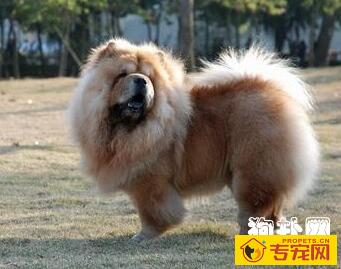 犬子宫蓄脓的类型及治疗方法 犬子宫蓄脓的类型及治疗方法