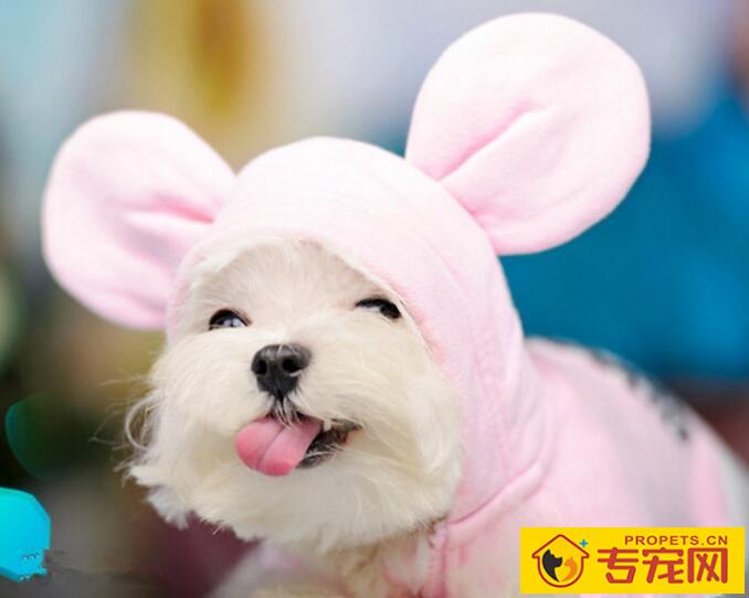 自己在家给爱犬做美容需要注意的那些事项 自己在家给爱犬做美容需要注意的那些事项