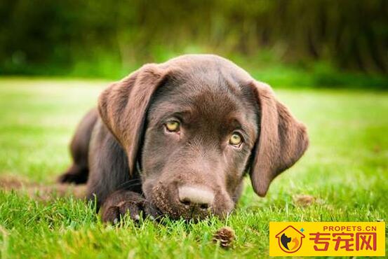 狗狗为什么会吃土和草 狗狗为什么会吃土和草