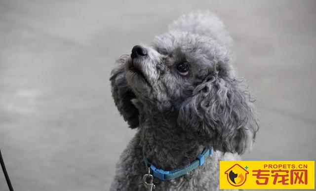 假如小泰迪对你沒有这三个主要表现,那便是没将你当主人,要思考了! 假如小泰迪对你沒有这三个主要表现,那便是没将你当主人,要思考了!