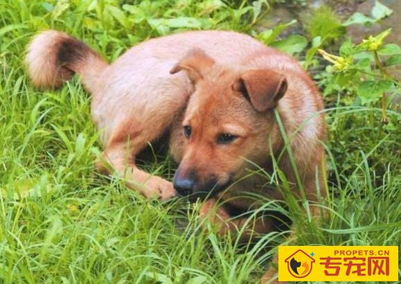 狗狗为什么会吃土和草 狗狗为什么会吃土和草