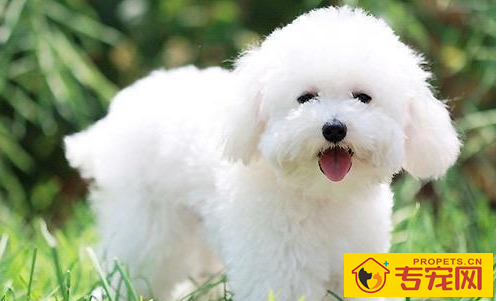 这6种状况下,最好不要喊比熊犬的名字,要不然它会“恨你”! 这6种状况下,最好不要喊比熊犬的名字,要不然它会“恨你”!