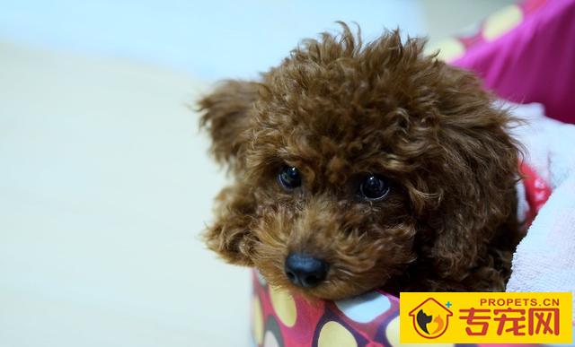 假如小泰迪对你沒有这三个主要表现,那便是没将你当主人,要思考了! 假如小泰迪对你沒有这三个主要表现,那便是没将你当主人,要思考了!