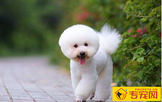 这6种状况下,最好不要喊比熊犬的名字,要不然它会“恨你”! 这6种状况下,最好不要喊比熊犬的名字,要不然它会“恨你”!