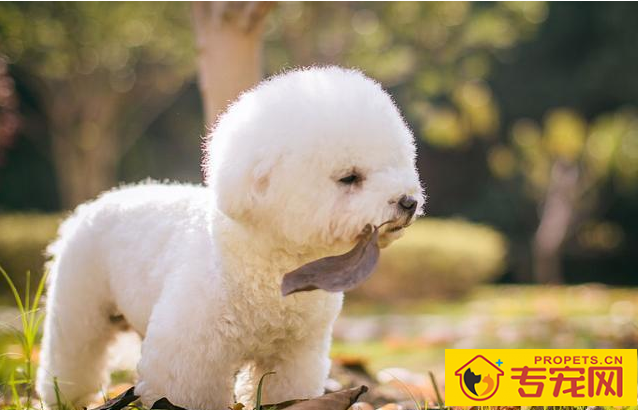 这6种状况下,最好不要喊比熊犬的名字,要不然它会“恨你”! 这6种状况下,最好不要喊比熊犬的名字,要不然它会“恨你”!