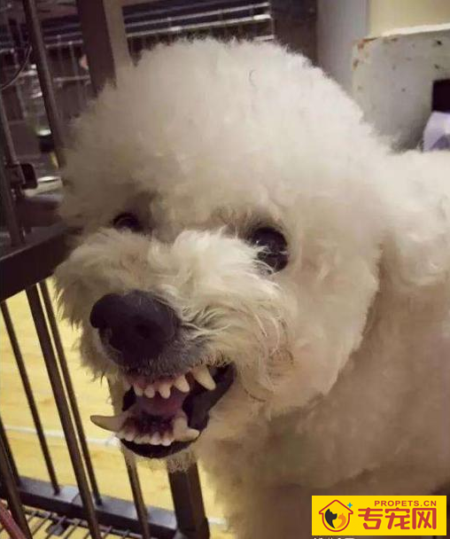 这6种状况下,最好不要喊比熊犬的名字,要不然它会“恨你”! 这6种状况下,最好不要喊比熊犬的名字,要不然它会“恨你”!