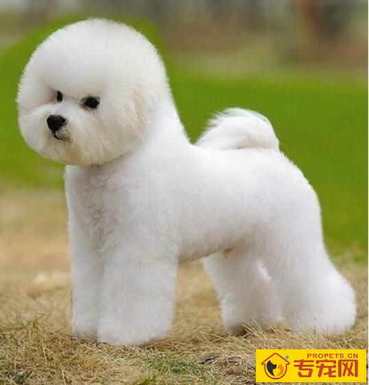 给狗狗美容的基本事项都包括哪些? 给狗狗美容的基本事项都包括哪些?