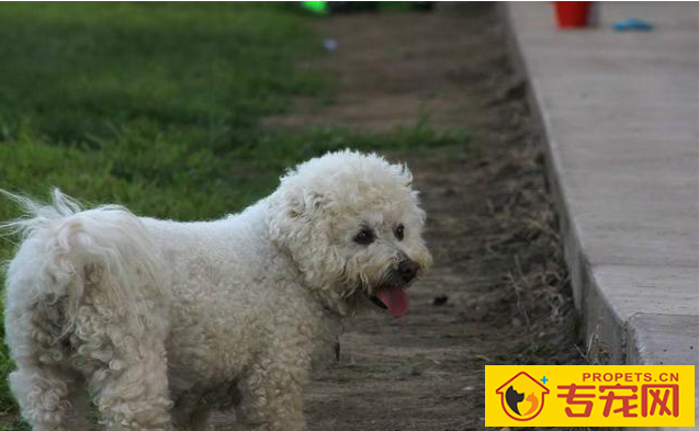 这6种状况下,最好不要喊比熊犬的名字,要不然它会“恨你”! 这6种状况下,最好不要喊比熊犬的名字,要不然它会“恨你”!