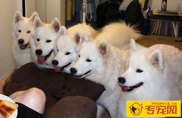 狗狗喜爱讨吃该怎么办?7招教你处理狗狗讨吃的问题 狗狗喜爱讨吃该怎么办?7招教你处理狗狗讨吃的问题