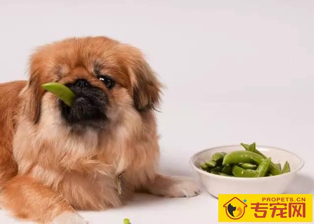 狗狗喜爱讨吃该怎么办?7招教你处理狗狗讨吃的问题 狗狗喜爱讨吃该怎么办?7招教你处理狗狗讨吃的问题