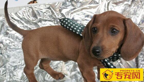 狗狗美容的常见装饰物 狗狗美容的常见装饰物