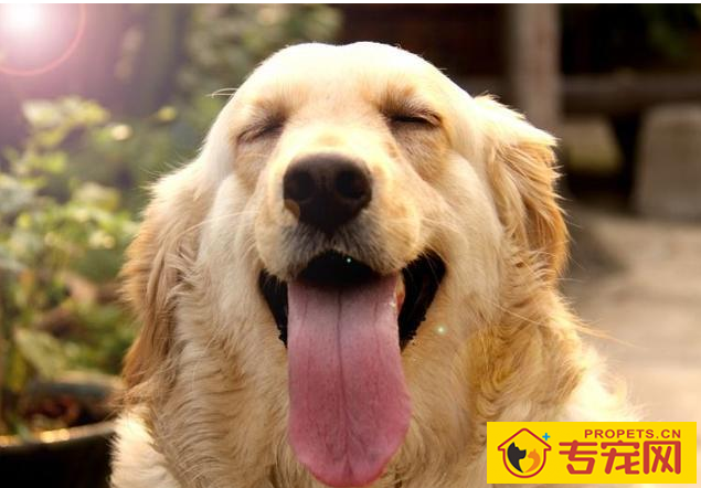 养狗的开心等级划分，5级主人最幸福快乐，你是几级？