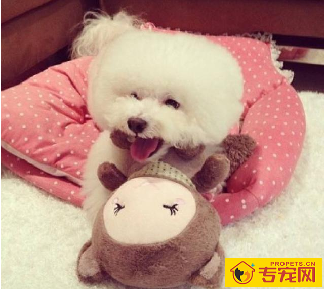 这6种状况下,最好不要喊比熊犬的名字,要不然它会“恨你”! 这6种状况下,最好不要喊比熊犬的名字,要不然它会“恨你”!