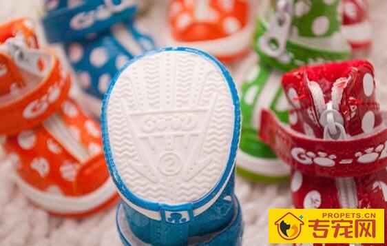 狗狗美容的常见装饰物 狗狗美容的常见装饰物