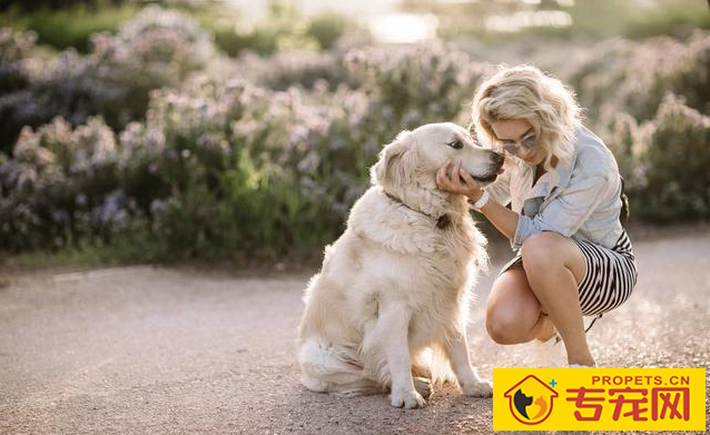 养狗的开心等级划分，5级主人最幸福快乐，你是几级？