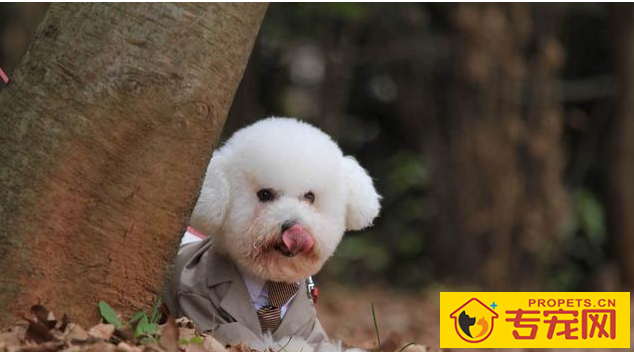 这6种状况下,最好不要喊比熊犬的名字,要不然它会“恨你”! 这6种状况下,最好不要喊比熊犬的名字,要不然它会“恨你”!