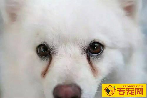狗狗常有泪痕吗 狗狗常有泪痕吗