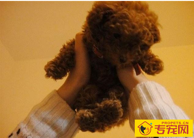 养狗的开心等级划分，5级主人最幸福快乐，你是几级？