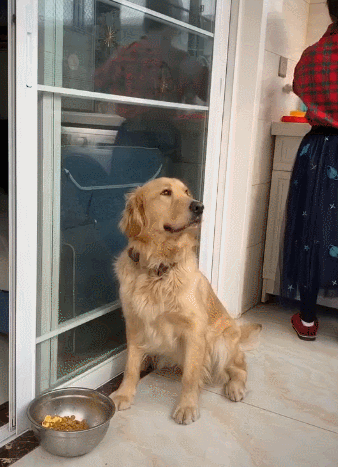 狗狗喜爱讨吃该怎么办?7招教你处理狗狗讨吃的问题 狗狗喜爱讨吃该怎么办?7招教你处理狗狗讨吃的问题