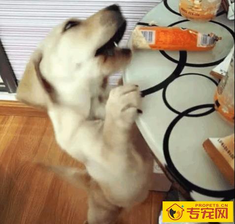狗狗喜爱讨吃该怎么办?7招教你处理狗狗讨吃的问题 狗狗喜爱讨吃该怎么办?7招教你处理狗狗讨吃的问题