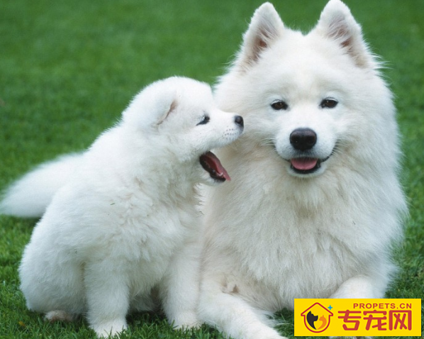 给小狗染毛时,有3点常见问题,铲屎官们必须要了解! 给小狗染毛时,有3点常见问题,铲屎官们必须要了解!