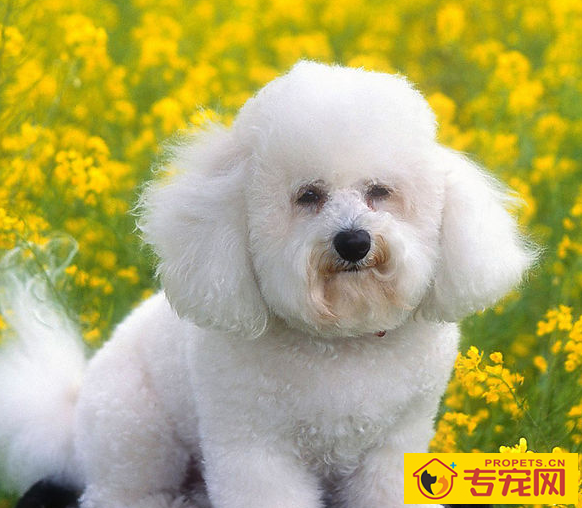 给小狗染毛时,有3点常见问题,铲屎官们必须要了解! 给小狗染毛时,有3点常见问题,铲屎官们必须要了解!