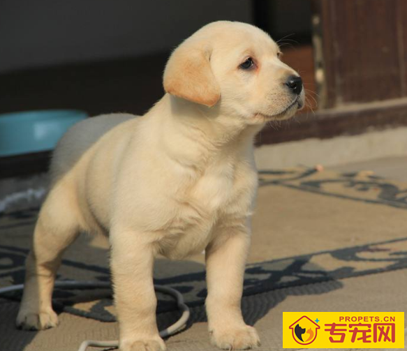 给小狗染毛时,有3点常见问题,铲屎官们必须要了解! 给小狗染毛时,有3点常见问题,铲屎官们必须要了解!