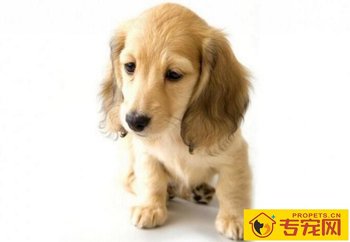 用错沐浴液对狗狗有危害吗? 用错沐浴液对狗狗有危害吗?