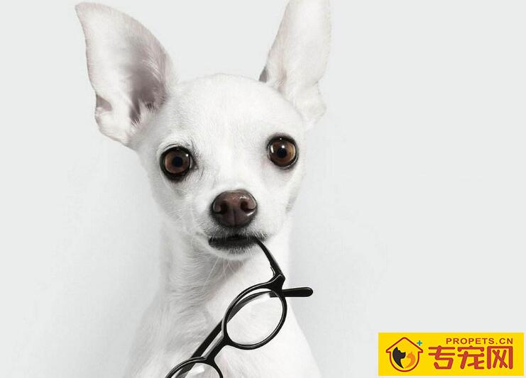 怎么给狗狗剃毛，使用宠物剃毛器需要注意什么?