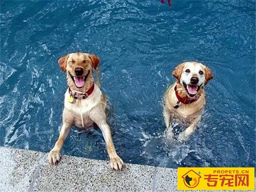 狗狗具体多久洗一次澡比较好?关于洗澡都有哪些误区及注意事项? 狗狗具体多久洗一次澡比较好?关于洗澡都有哪些误区及注意事项?