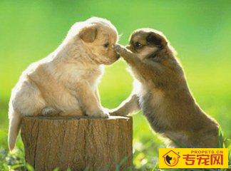 狗狗具体多久洗一次澡比较好?关于洗澡都有哪些误区及注意事项? 狗狗具体多久洗一次澡比较好?关于洗澡都有哪些误区及注意事项?