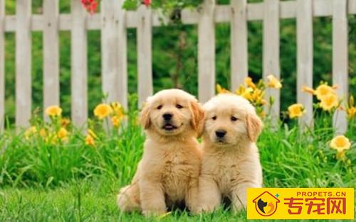要给小狗买香波吗，小狗香波该如何选