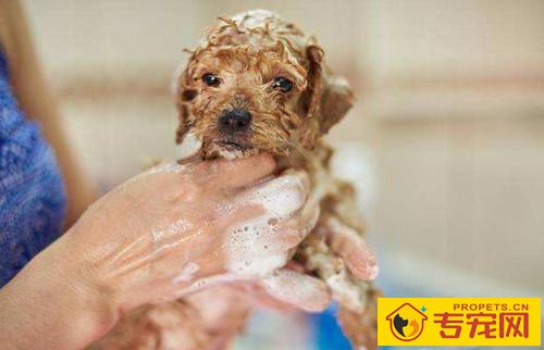 要给小狗买香波吗，小狗香波该如何选