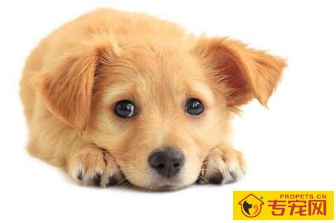 狗狗背部发黑掉毛怎么办？