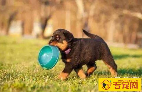 狗狗背部发黑掉毛怎么办？