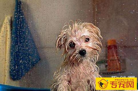 狗狗背部发黑掉毛怎么办？