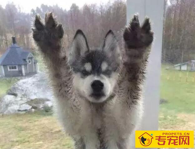 狗狗的小泥爪清理费劲?给狗狗洗脚的神器推荐 狗狗的小泥爪清理费劲?给狗狗洗脚的神器推荐