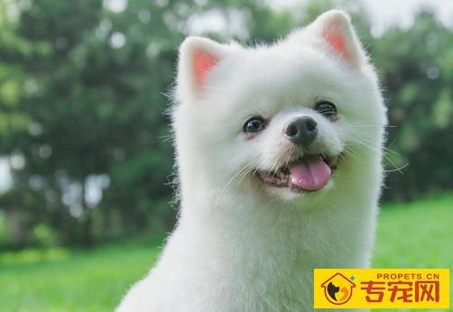 狗狗总记不得你给它取的名字?休怪狗狗太蠢,就是你不起作用对方式 狗狗总记不得你给它取的名字?休怪狗狗太蠢,就是你不起作用对方式