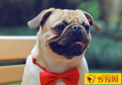 狗狗总记不得你给它取的名字?休怪狗狗太蠢,就是你不起作用对方式 狗狗总记不得你给它取的名字?休怪狗狗太蠢,就是你不起作用对方式