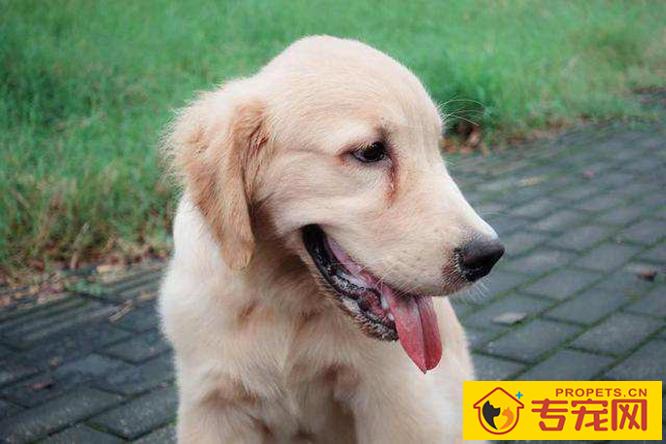 狗狗出現泪痕就是说吃咸了?可别忽略其他要素,泪腺炎也是缘故之一 狗狗出現泪痕就是说吃咸了?可别忽略其他要素,泪腺炎也是缘故之一