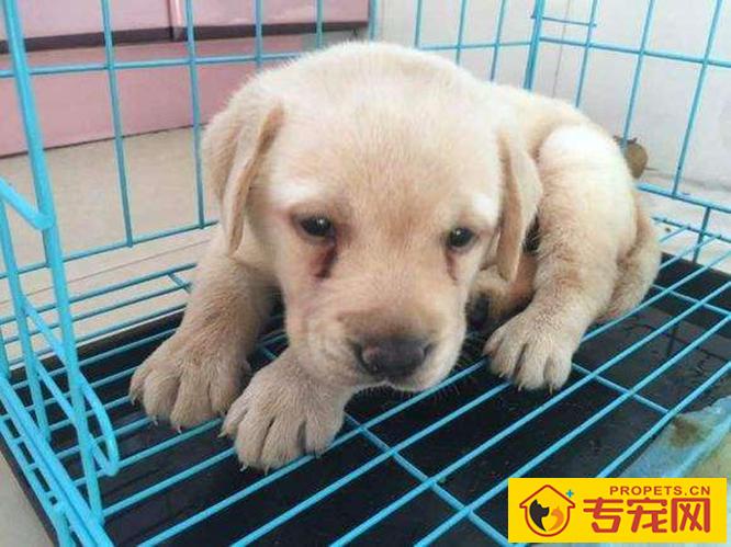 狗狗出現泪痕就是说吃咸了?可别忽略其他要素,泪腺炎也是缘故之一 狗狗出現泪痕就是说吃咸了?可别忽略其他要素,泪腺炎也是缘故之一