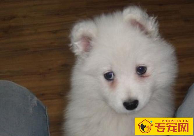 狗狗出現泪痕就是说吃咸了?可别忽略其他要素,泪腺炎也是缘故之一 狗狗出現泪痕就是说吃咸了?可别忽略其他要素,泪腺炎也是缘故之一