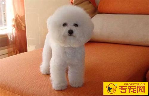 狗狗睡起來腿拐是怎么回事 狗狗睡起來腿拐是怎么回事