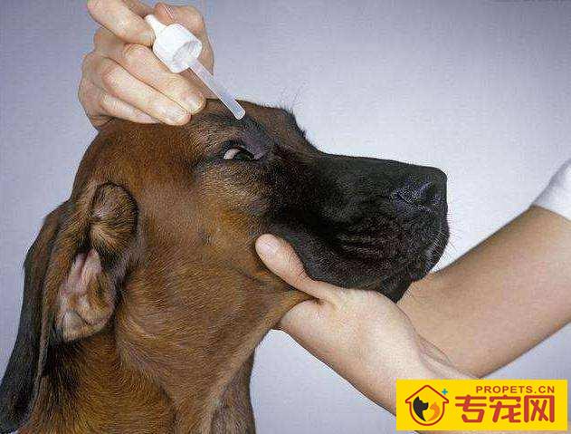 狗狗出現泪痕就是说吃咸了?可别忽略其他要素,泪腺炎也是缘故之一 狗狗出現泪痕就是说吃咸了?可别忽略其他要素,泪腺炎也是缘故之一