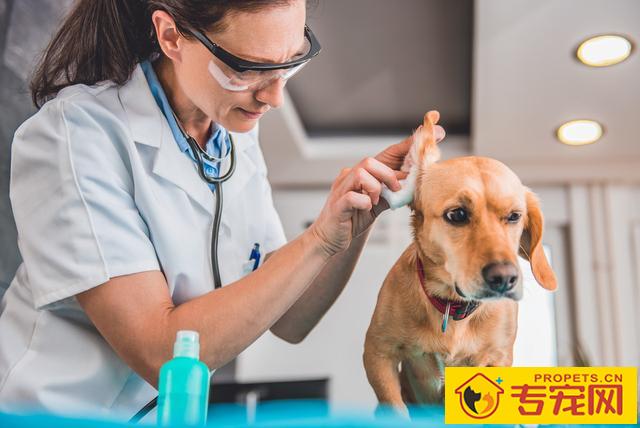 狗狗的身上5个地方最脏,忽视不搞好清理,狗狗就会发出臭味 狗狗的身上5个地方最脏,忽视不搞好清理,狗狗就会发出臭味