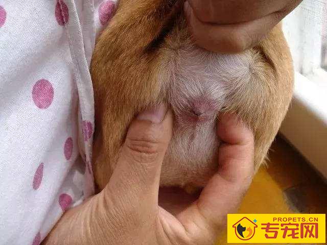 狗狗的身上5个地方最脏,忽视不搞好清理,狗狗就会发出臭味 狗狗的身上5个地方最脏,忽视不搞好清理,狗狗就会发出臭味