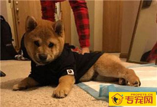 狗腹泻能够 喝温水吗 狗腹泻能够 喝温水吗