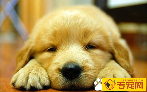 狗不可食用的食物有哪些 狗饮食两误区介绍